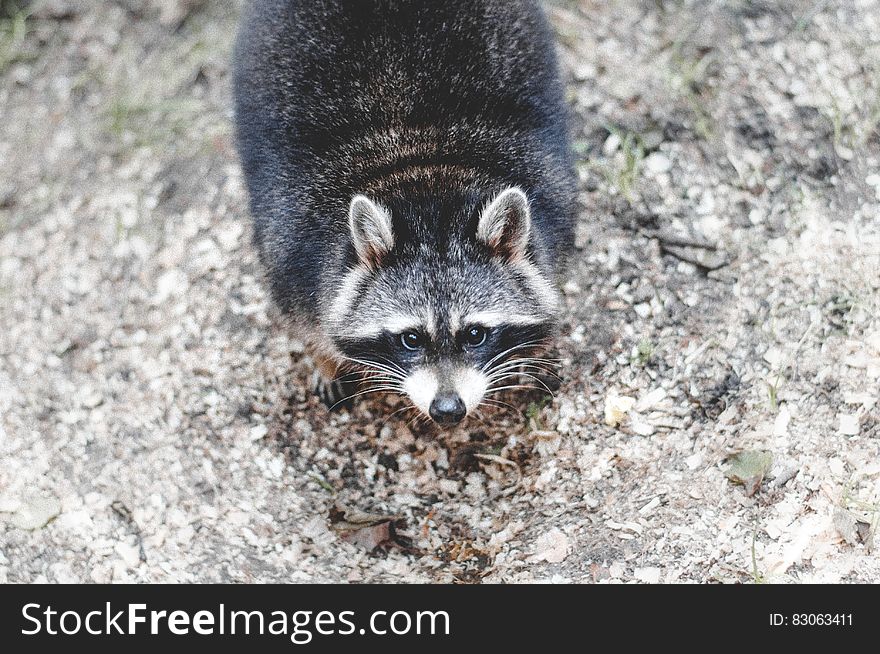 Portrait of raccoon on ground from above. Portrait of raccoon on ground from above.