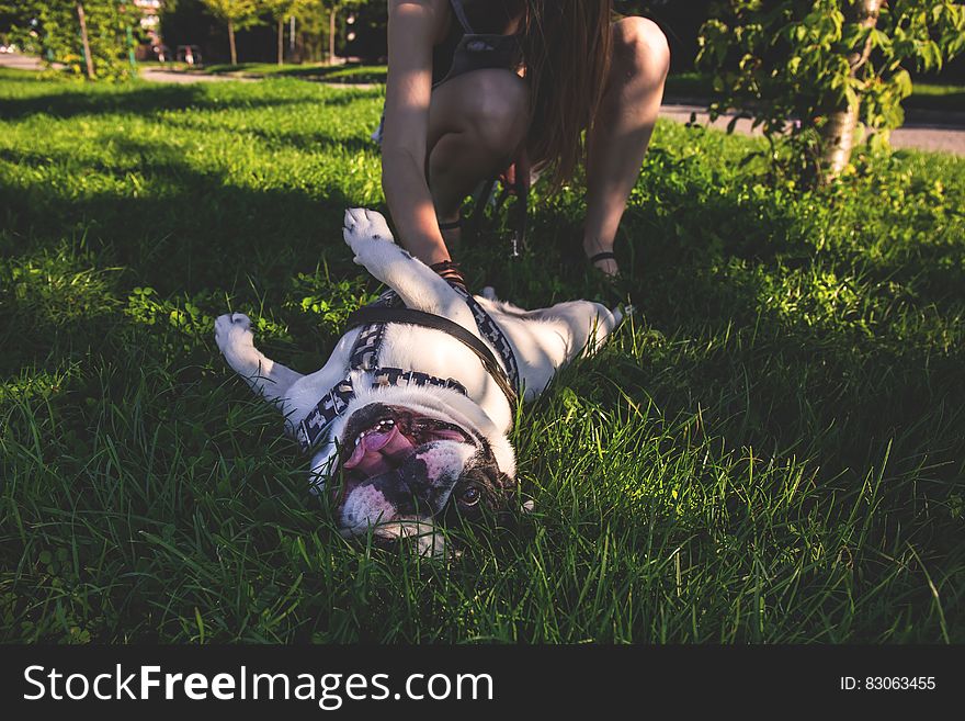 White and Brown American Bulldog Playing With Owner