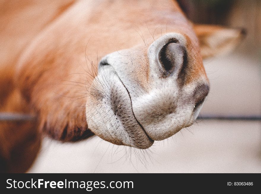 Close Up Of Horse Nose