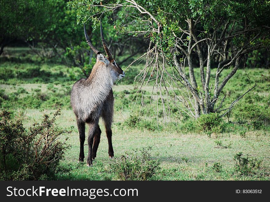 Gray And Black Long Coat Antelope On Green Grass Behind Green Tree