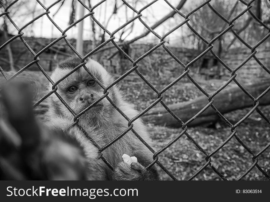 Monkey Behind Wire Mesh Fence