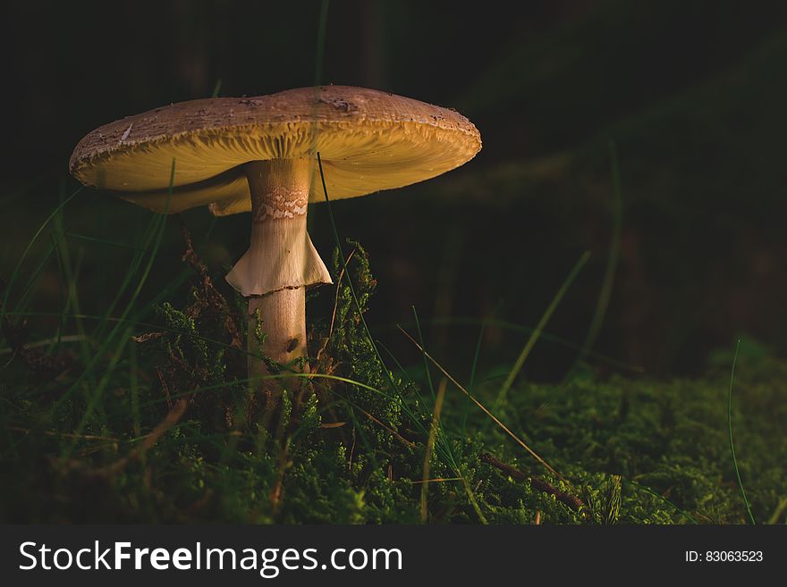 Brown Fungus Surrounded With Grass