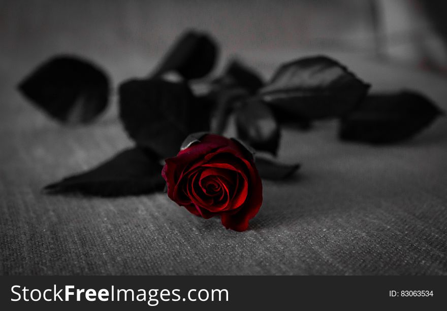Red Rose With Black Leaves on Grey Textile