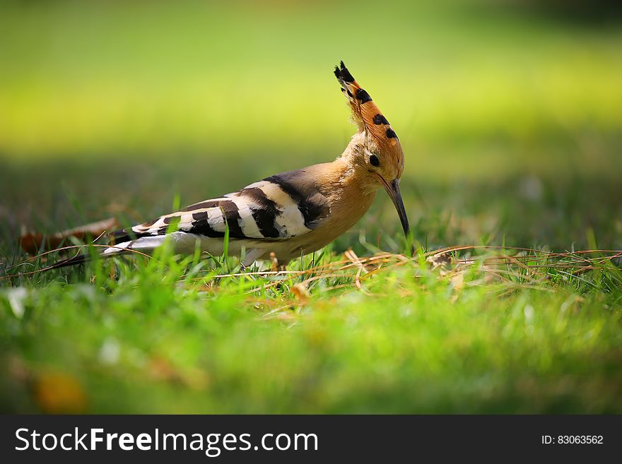 Selective Focus Photography of Brown Black and White Long Beak Bird on Green Grass