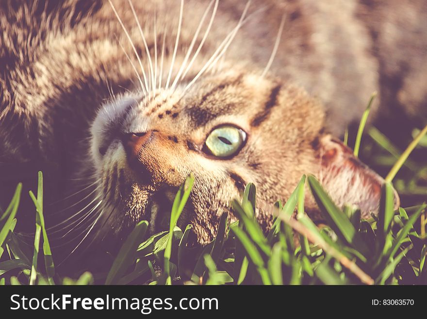 Brown Cat Laying On Grass