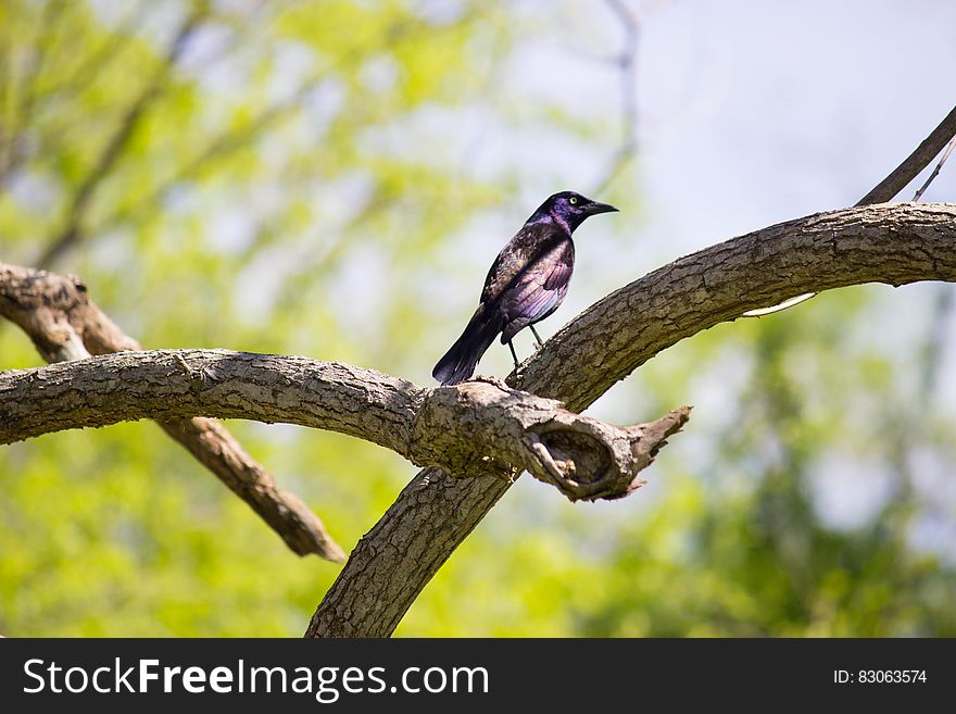 Purple and Black Feathered Bird Resting on Beige Wood Branches