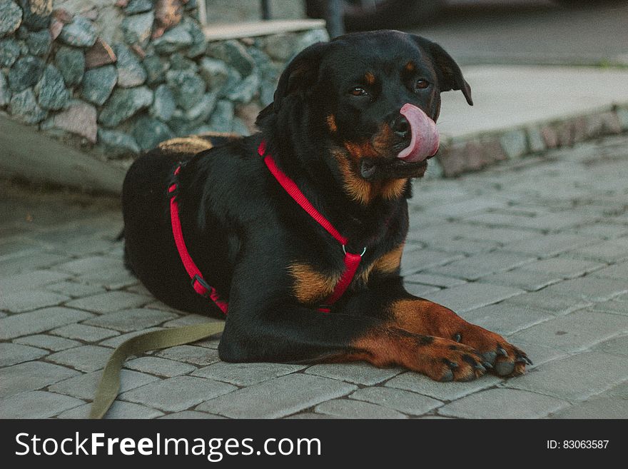 Black Rust Rottweiler Showing Tongue Lying on Concrete Pathway