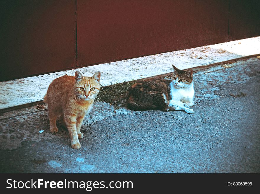 Orange Tabby Cat Beside Brown Tabby Cat in Gray Concrete Road