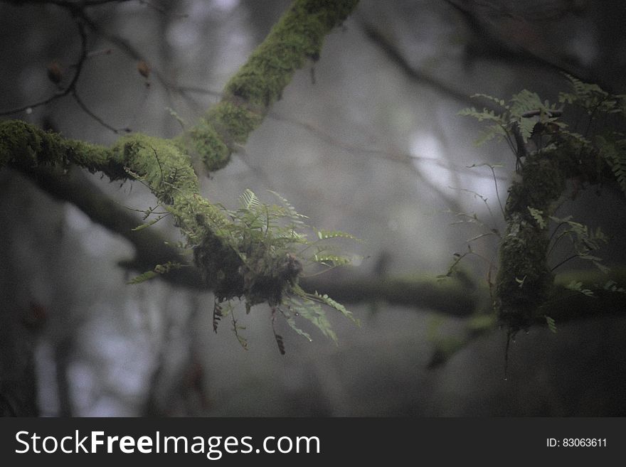 Green Fern on Branch