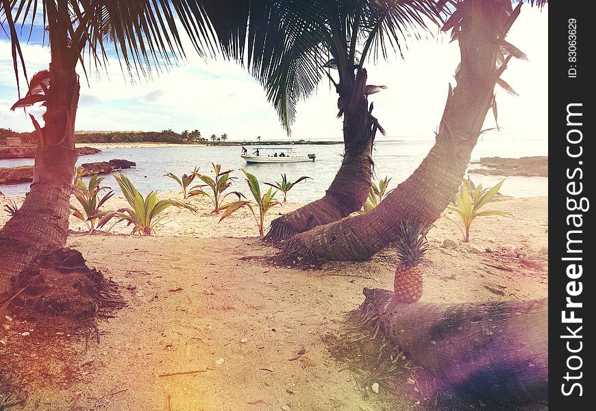 3 Coconut Trees Near the Beach Shore Line during Day Time