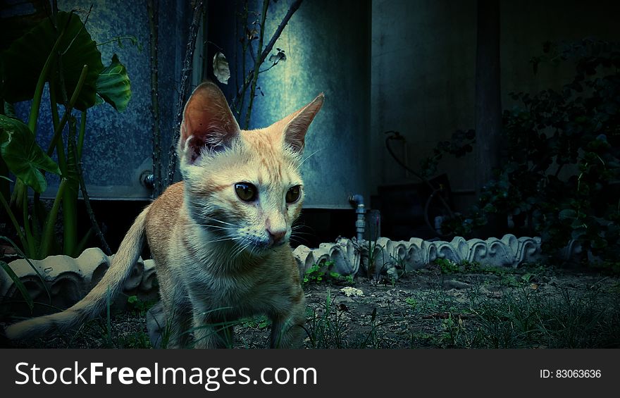 Photography of Orange Cat Near Green Plant