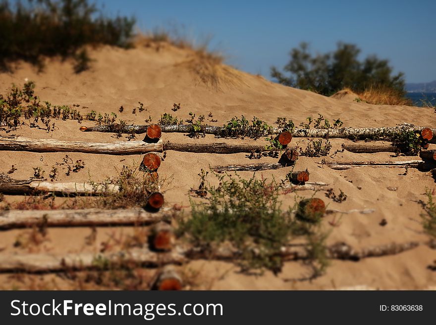 Sand dunes with vegetation over wooden logs on sunny day. Sand dunes with vegetation over wooden logs on sunny day.