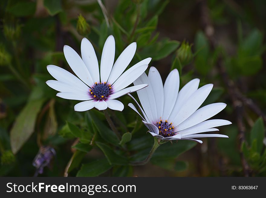 White Petal Flower