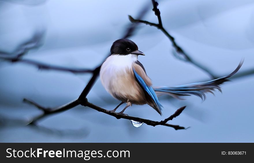 Close up of small songbird in damp tree branch. Close up of small songbird in damp tree branch.