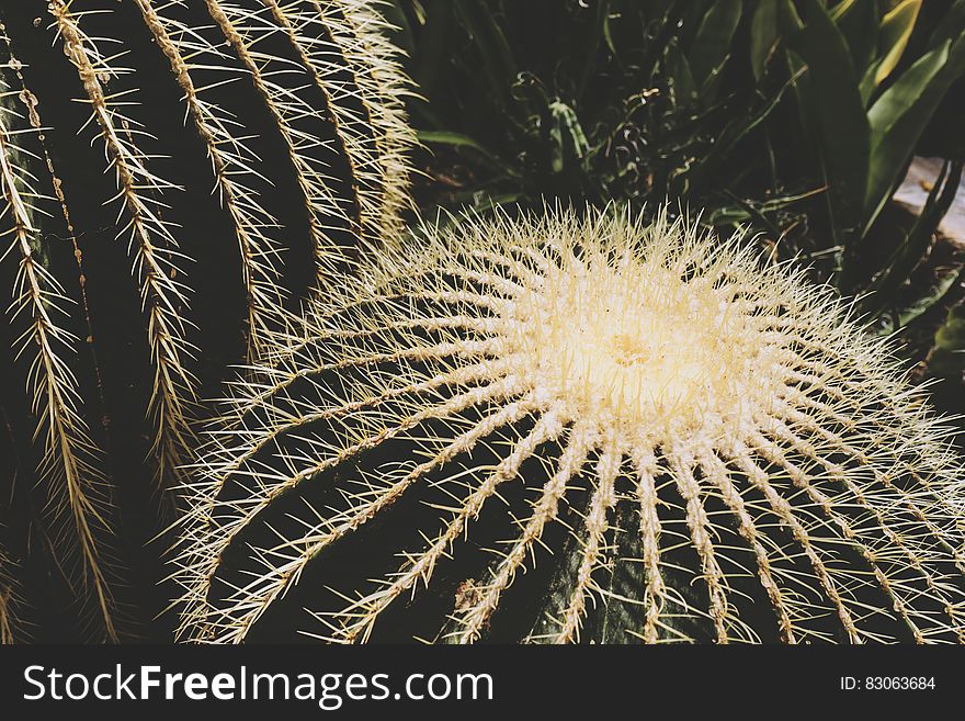 Close up of cactus plant.