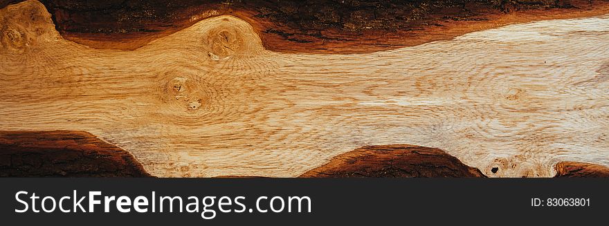 Close up of cut wood grain and bark. Close up of cut wood grain and bark.