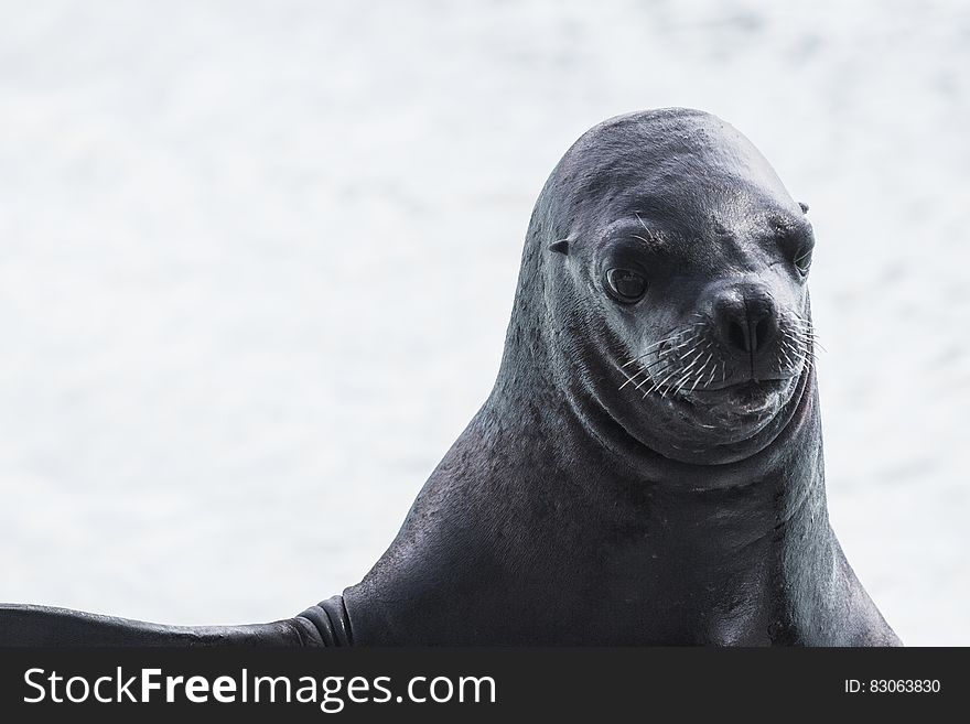 Portrait of sea lion with white background and copy space. Portrait of sea lion with white background and copy space.