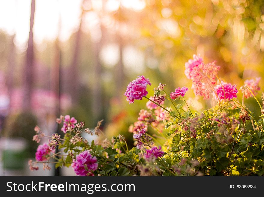 Flowers In Sunny Garden Bed