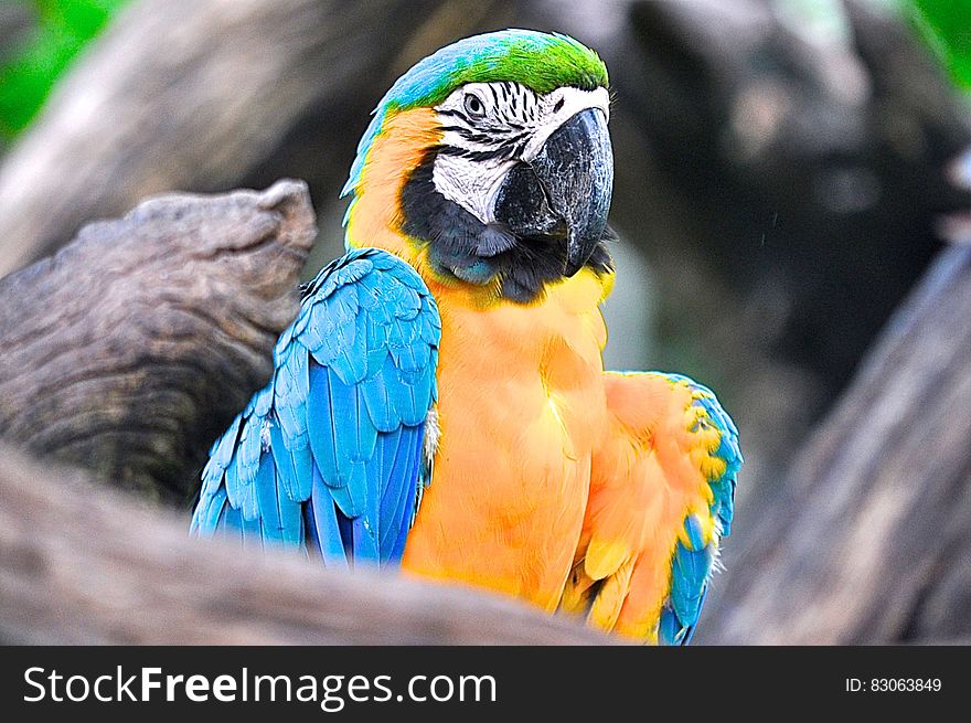 Yellow and blue parrot with green crest on branch.