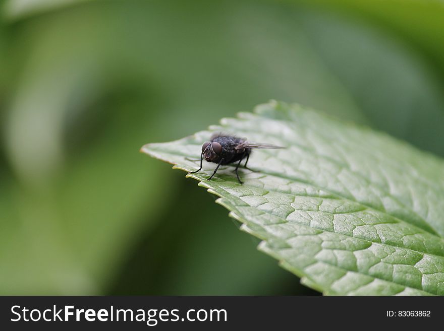 Closeup of housefly on green leaf. Closeup of housefly on green leaf.