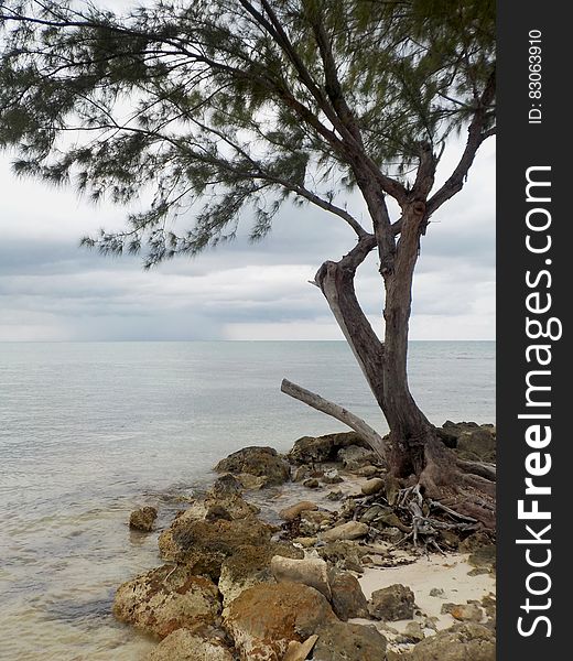 Lone Tree by the Shore