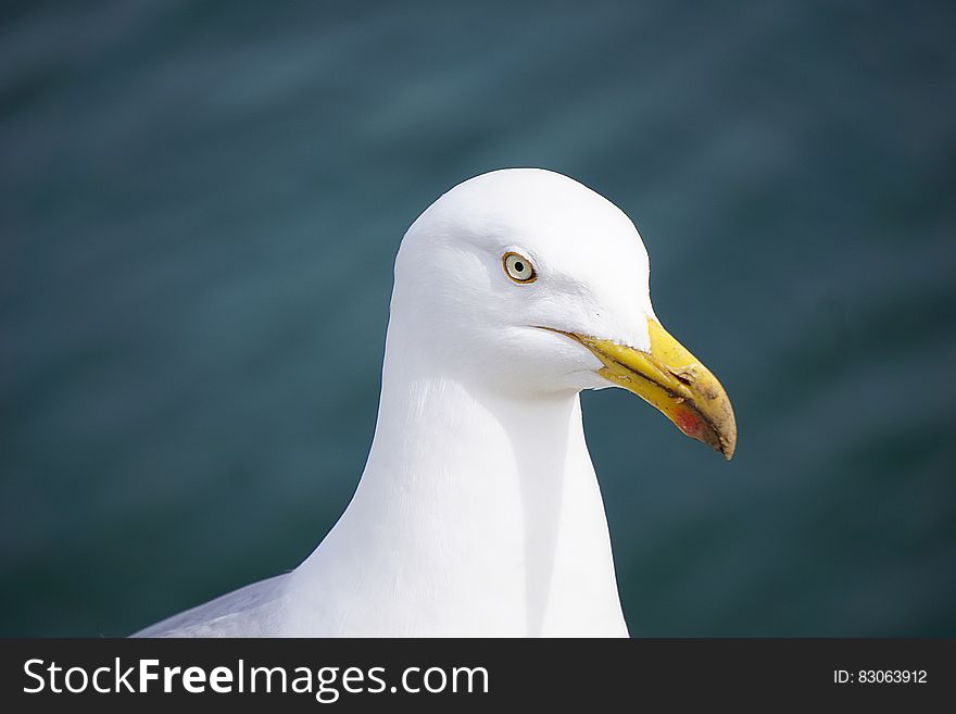 Close Up Photography of Seagull