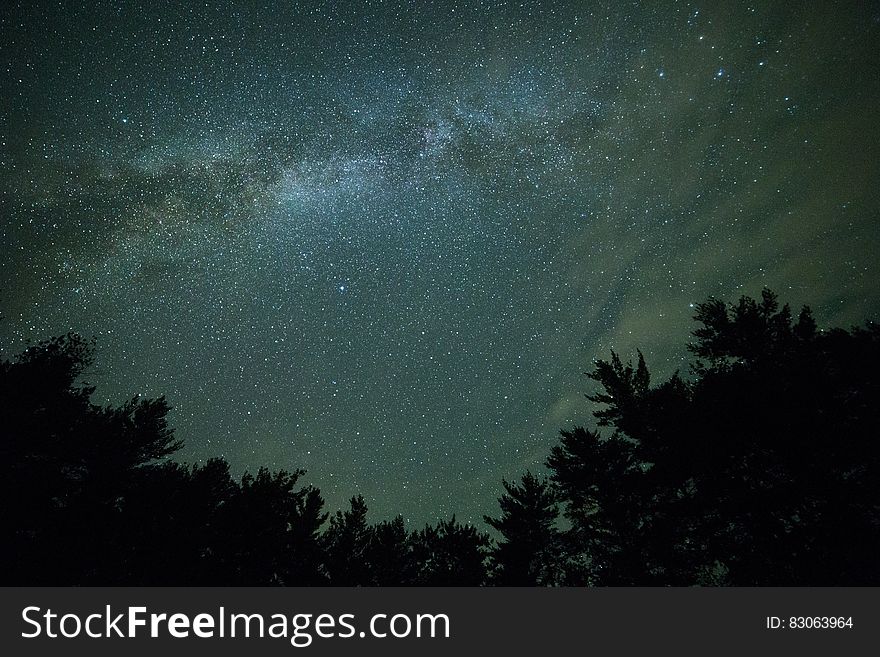 Starry Sky over Silhouette of Trees