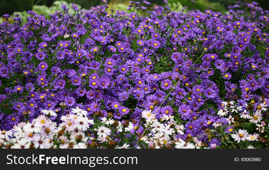 White and Purple Petaled Flowers at Daytime