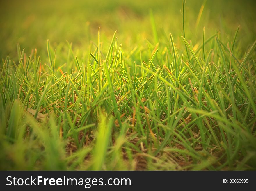 Green Grass Field