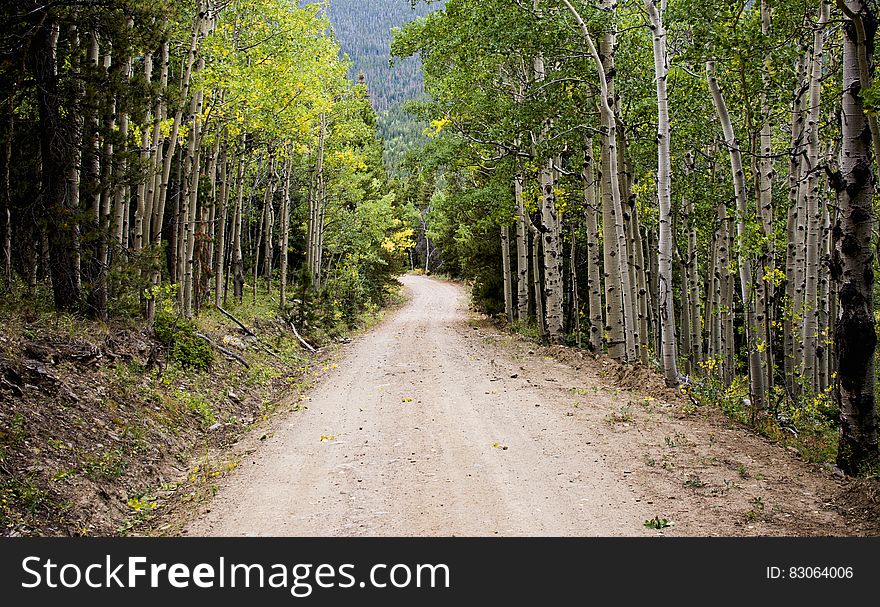 Empty Road Between Birch Trees during Daytime