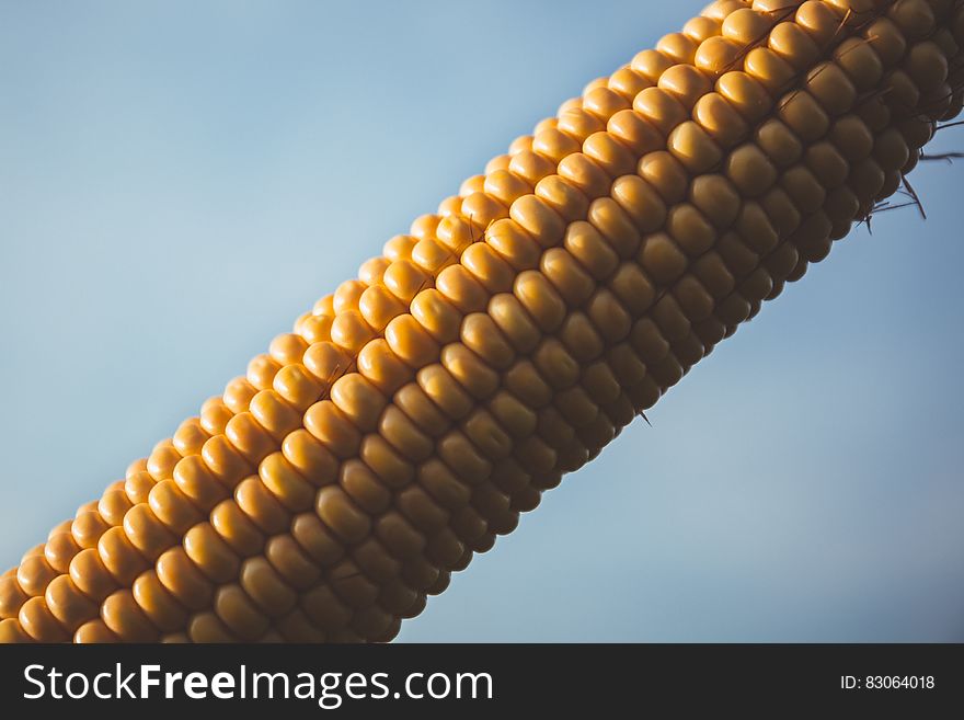 Corn With Blue Sky During Daytime