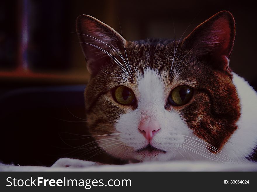 Brown White Gray Cat in Close Up Photography