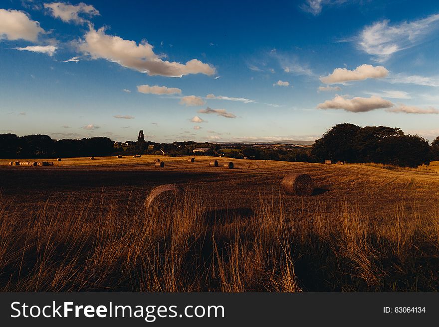 Golden stubble fields at sunset with straw bales scattered around after harvesting the cereal crop. Background of farm buildings and forest, blue sky and fluffy clouds. Golden stubble fields at sunset with straw bales scattered around after harvesting the cereal crop. Background of farm buildings and forest, blue sky and fluffy clouds.