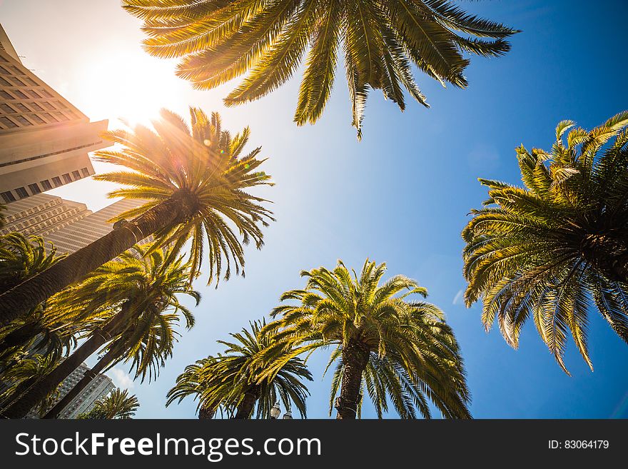 Green Leaf Palm Trees Near White Structure