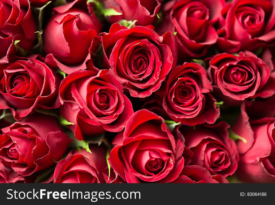 Red Roses Close Up Photography