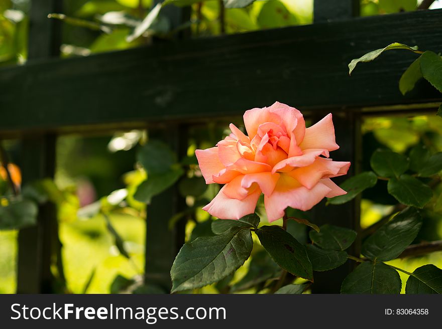 Pink Rose In Garden