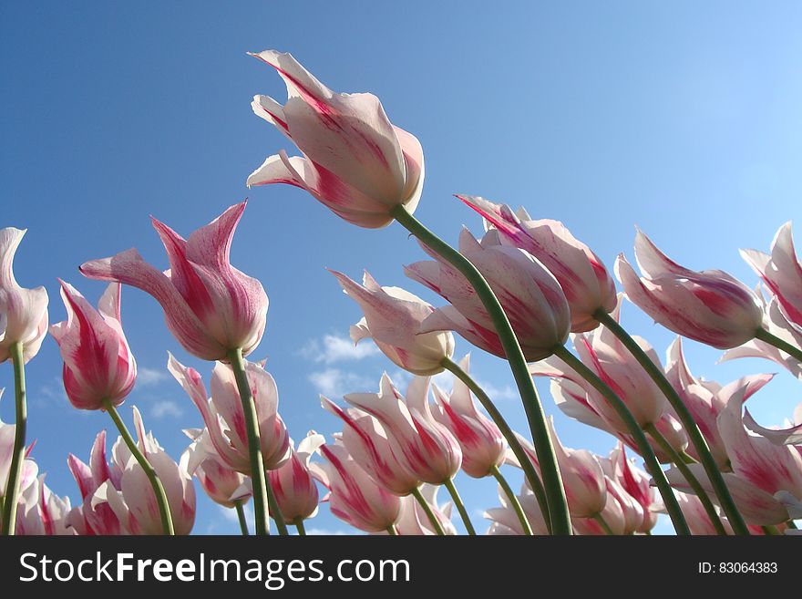 Pink and white tulips blooming against blue skies on sunny day. Pink and white tulips blooming against blue skies on sunny day.