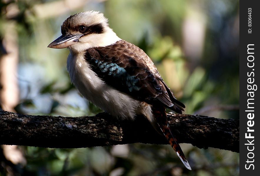 Gray And Brown Medium Size Beak Bird On Tree Branch