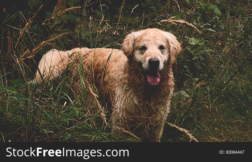 Dog In Grasses