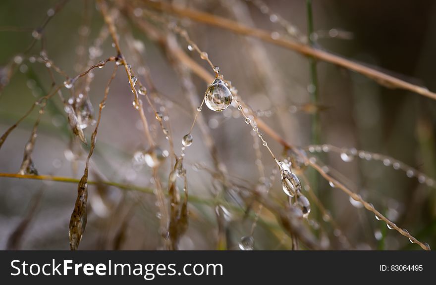 Macro Photography Of Water Droplets On Brown Twigs During Daytime