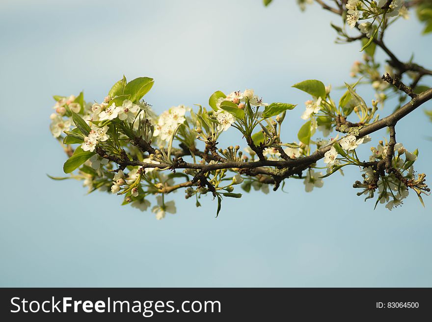 Spring Blooms On Tree Branch