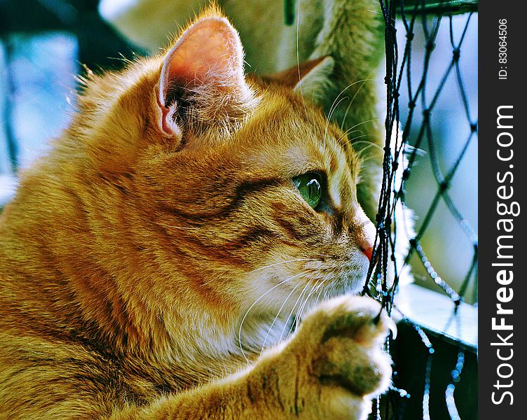 A ginger tabby cat peeking from behind a net. A ginger tabby cat peeking from behind a net.