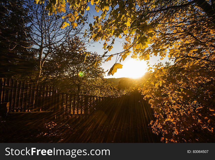 Brown Leaves and Fence With Sunlight
