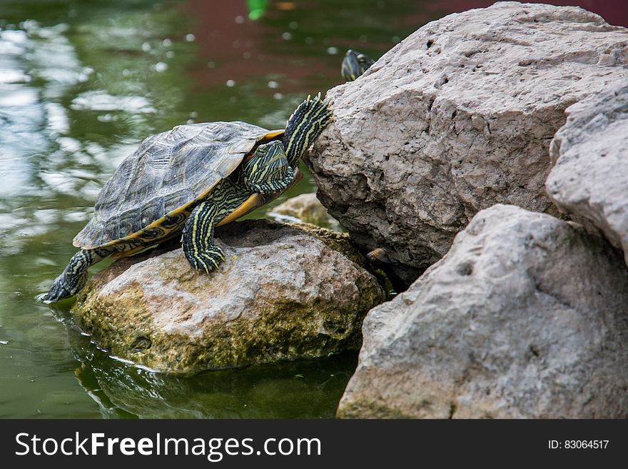 Red-eared slider, a terrapin on rocks in a pool of water.