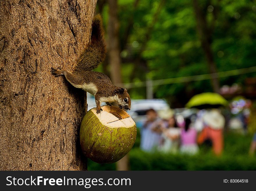 A squirrel feeding on an opened coconut fruit. A squirrel feeding on an opened coconut fruit.