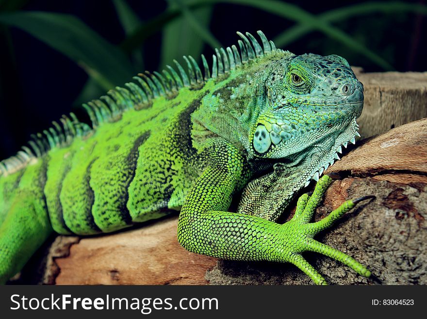 A green iguana lizard resting on tree trunk.