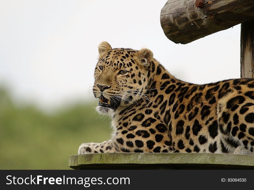 Leopard Lying on Brown Wooden Surface