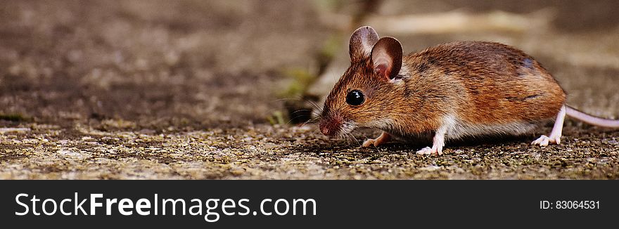 Mouse On Ground