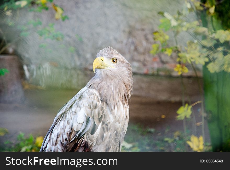 Profile of adult eagle outdoors in sunny garden. Profile of adult eagle outdoors in sunny garden.