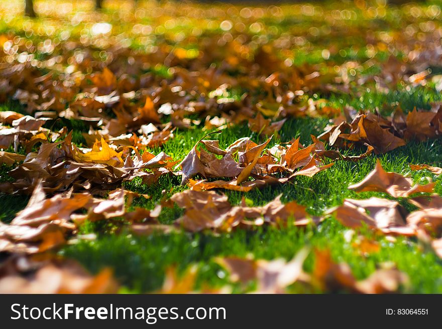 Close up of dry brown fall leaves on green grass on sunny day.